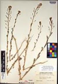 Descurainia pinnata subsp. halictorum image