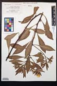 Ludwigia hexapetala image