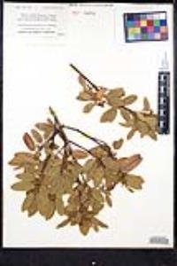 Frangula californica image