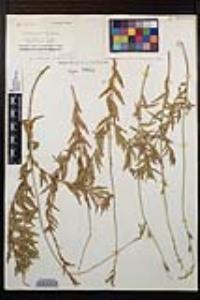 Oenothera xenogaura image