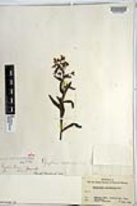 Cynoglossum occidentale image