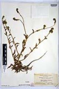 Amsinckia spectabilis image