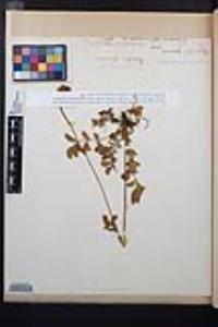 Drymocallis glandulosa image