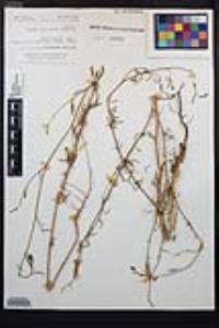 Epilobium brachycarpum image