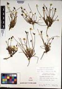 Platystemon californicus image