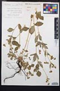Drymocallis glandulosa image