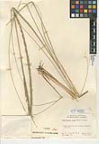 Muhlenbergia rigens image