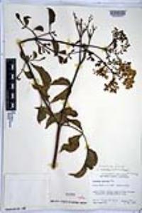 Sambucus cerulea image