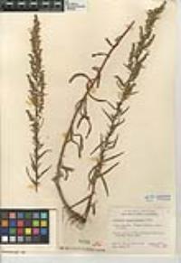 Artemisia dracunculus image