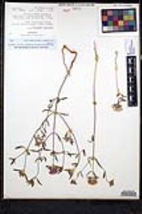 Monardella breweri var. lanceolata image