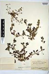 Nemophila menziesii image