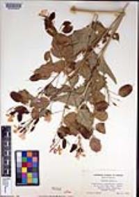 Lunaria annua image