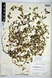 Nemophila menziesii image