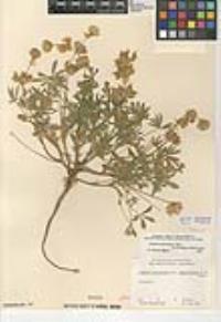 Lupinus densiflorus image