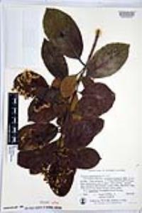 Viburnum odoratissimum image