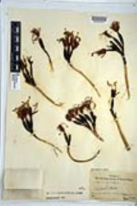 Agave deserti var. deserti image