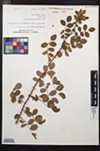 Rosa californica image