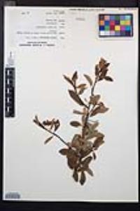 Prunus emarginata image