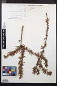 Prunus fasciculata image