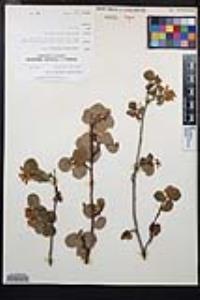 Amelanchier utahensis image