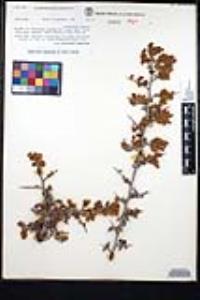 Ceanothus cordulatus image