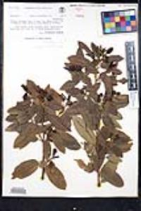 Frangula californica image