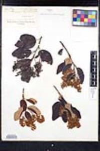 Ceanothus velutinus image