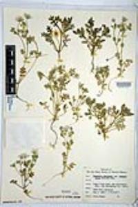Nemophila menziesii image