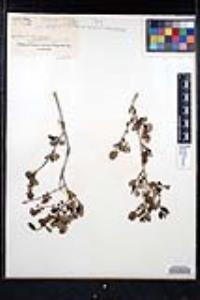 Ceanothus tomentosus image