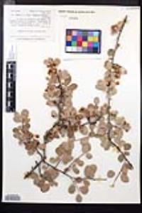 Amelanchier utahensis image