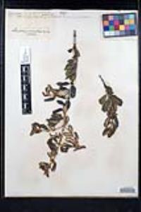 Ceanothus crassifolius image