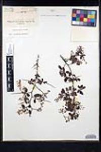 Ceanothus cordulatus image