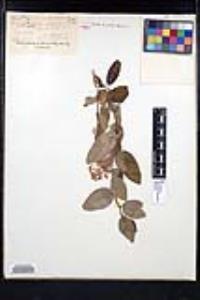 Ceanothus integerrimus image