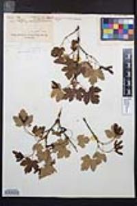 Acer glabrum image