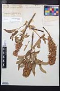 Aesculus californica image