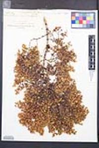 Larrea tridentata image