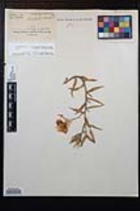 Oenothera elata subsp. hirsutissima image