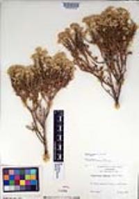 Ericameria cooperi image