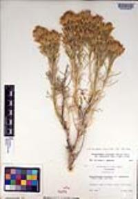 Ericameria nauseosa var. speciosa image