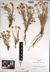 Erigeron aphanactis image