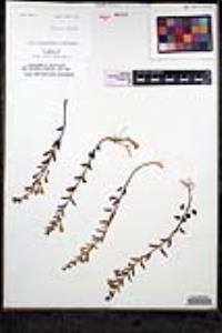 Scutellaria antirrhinoides image