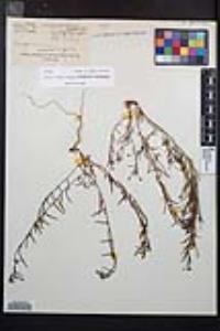 Camissonia strigulosa image