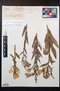 Oenothera elata subsp. hirsutissima image