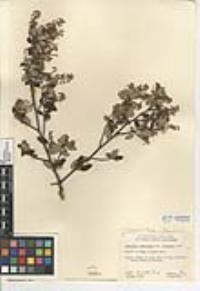 Ceanothus tomentosus image