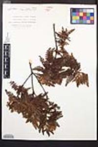 Chamaebatia australis image
