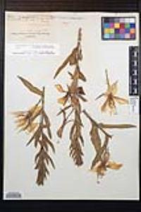 Oenothera elata subsp. hirsutissima image