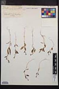 Clarkia rhomboidea image