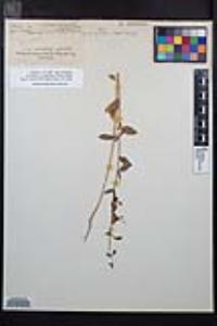 Clarkia unguiculata image