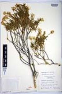 Ericameria linearifolia image