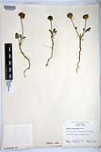 Salvia columbariae image